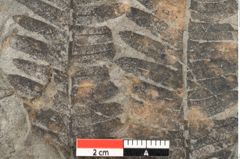 Foto (Detailansicht) von Asplenium hochstetteri Unger (NHMW-GEO-2024-0188-10337)